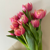 tulpen close up